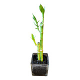 Lucky Bamboo Doble Cuadrado 20 Y 30 Cm. Cactus Suculovers