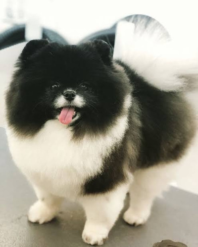 Filhotes Macho De Lulu Da Pomerania Black White