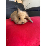 Coelho Mini Lop