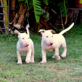 Bull Terrier Cachorros Criadero Heroes. Excelentes!!