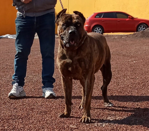 Cachorros Presa Canario