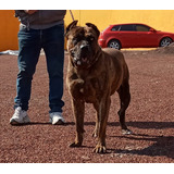 Cachorros Presa Canario