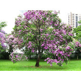 Pata De Vaca O Pata De Cabra Bauhinia Variegata Planta 1 M