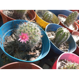 Promo 40 Unidades  - Cactus Crasas  Surtidos