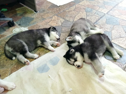 Cachorros Husky Siberiano