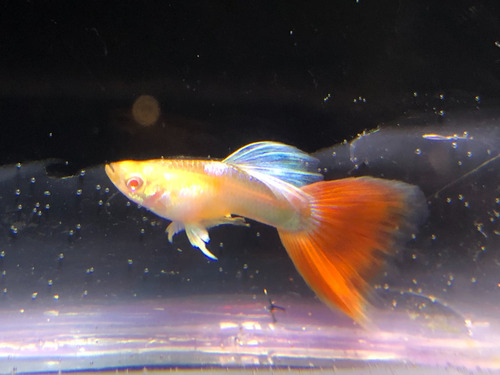 Guppy Sky Red Albino