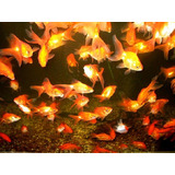 Goldfish Chico Surtido Super Oferta En Mundo Acuatico