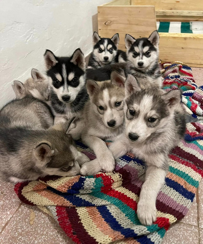 Cachorros Husky Siberiano