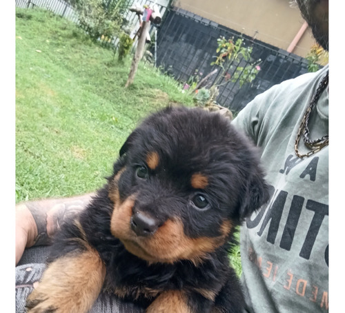 Rottweiler Cachorros F9