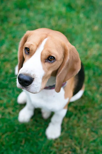 Hermosos Cachorros Beagle #03