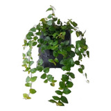 Planta Trepadora Ficus Repens 