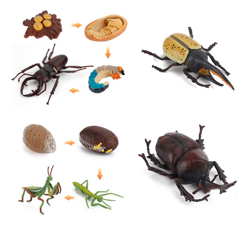Figuras De Insectos Realistas, Juego De Juego De Ciclo De Vi