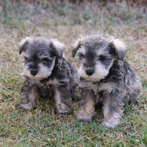 Cachorros Schnauzer Adorables 