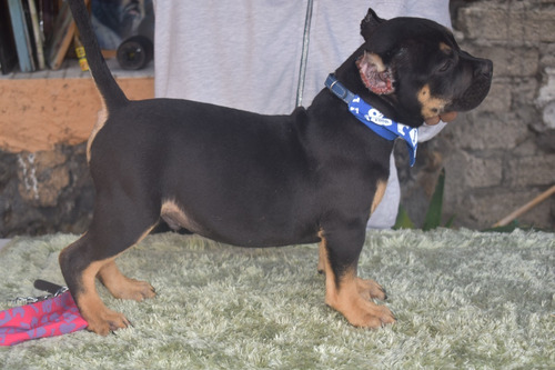 Cachorro Tricolor American Bully Excelente Calidad