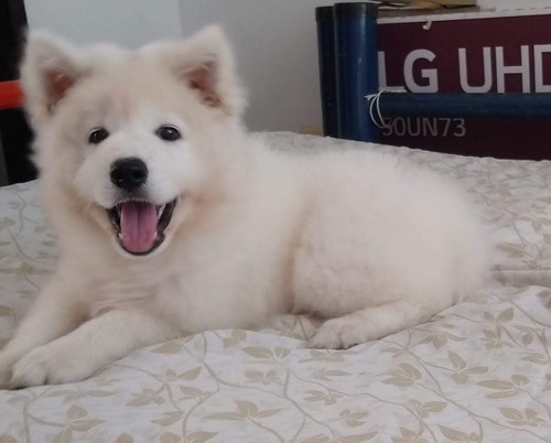 Cachorros Samoyedo En Barranquilla