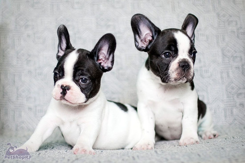 Bull Dogue Francês Belíssimos Belos Filhotes