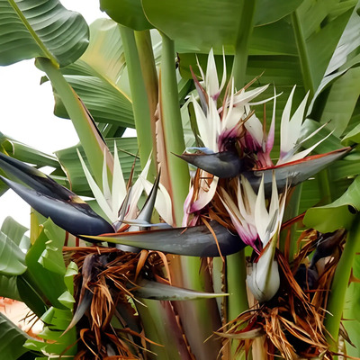 1 Semilla Strelitzia Nicolai (ave De Paraíso Blanca) | Meses sin interés
