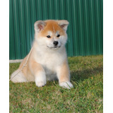 Importante Akita Criadero Mascotassaintdaniel N38