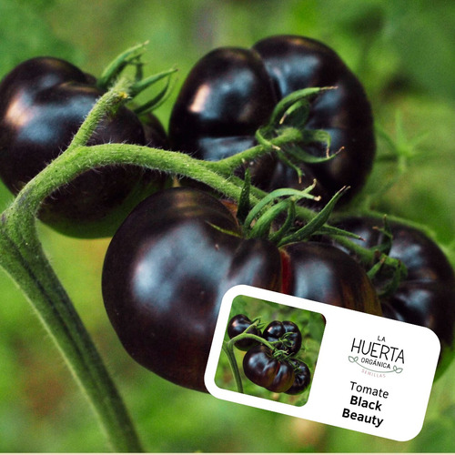 Semillas Tomate Black Beauty! Tomate Negro Con Pulpa Morada