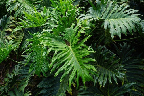 Filodendro Paraguayo Philodendro Planta Interior