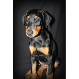 Cachorro Doberman Perrito Doverman Puppy Dobermen Cachorrito