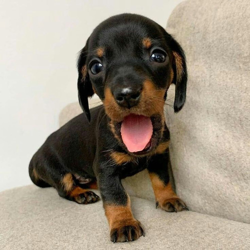 Dachshund Negro Fuego Mini.