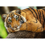 Rompecabezas Puzzle De 500 Piezas Trefl Tigre 37397