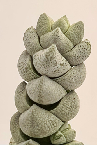 Suculenta Crassula Deceptor. Colección. Maceta N6