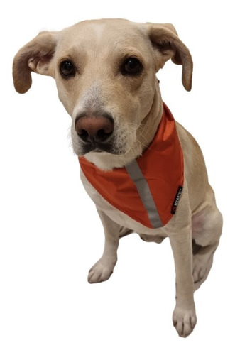 Bandana Para Perro Chica -  Mediana Naranja