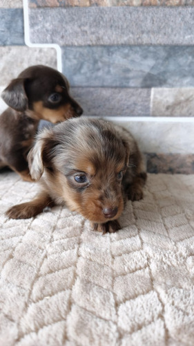 Cachorro Teckel Choco Merle Animal Pets Colombia 