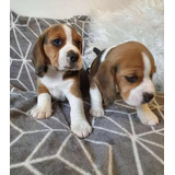 Cachorros Beagle Con Cartilla 