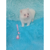 Cachorra Pomeranian Pura Raza Animal Pets Colombia 