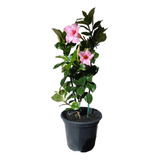 Muda Dipladenia Rosa Ornamental Para Jardins