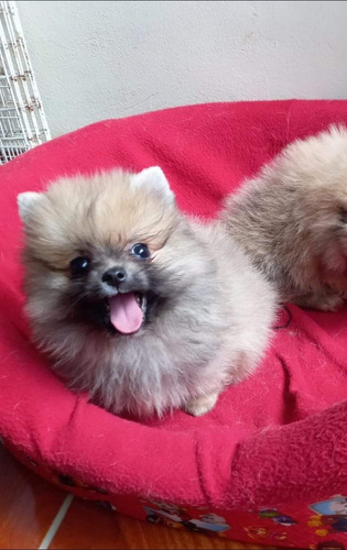 Pomerania De Bolsillo Inscrito