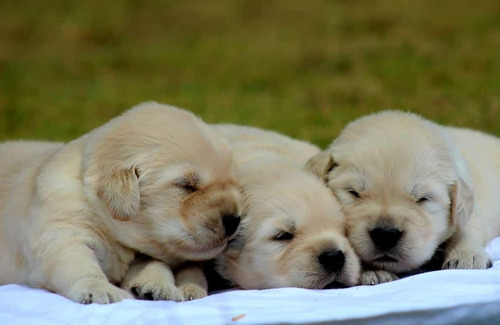 Perros Golden Retriever Cachorros En Venta En Envigado