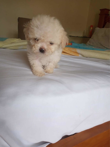 Machinho Lindo De Poodle Toy Champanhe Com Pedigree