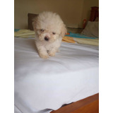 Machinho Lindo De Poodle Toy Champanhe Com Pedigree