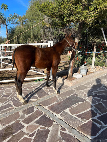 Potrillo Cuarto De Milla 7 Meses Edad