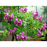 Planta Polygala Myrtifolia Flores Exterior Deco