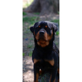 Servicio Rottweiler Fca, .cabaña Red Star!!