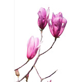 Magnolia Tulipán - Magnolia Liliflora