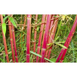 300 Semillas De Bambu Rojo