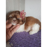 Filhote De Shih Tzu Linda 