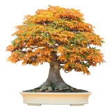 Trident Maple Acer Buergerianum Bonsai Sementes Para Mudas