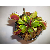 Planta Carnívora Venus Flytrap Adulta - 3  Maceta