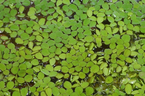 Planta Natural Salvinia Flotante Para Acuarios