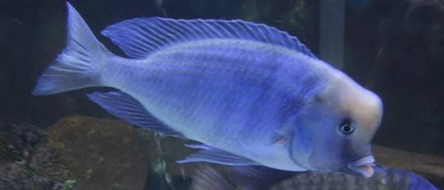 Peixe Golfinho Do Malawi Azul, Exemplares Selecionado 