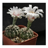 Semillas De Cactus Gymnocalycium Calochlorum Rara Colección