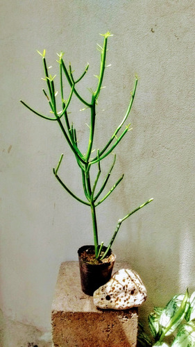 Cactus Y Suculentas Euphorbia Tirucalli