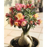  Adenium Rosa Del Desierto Tundra